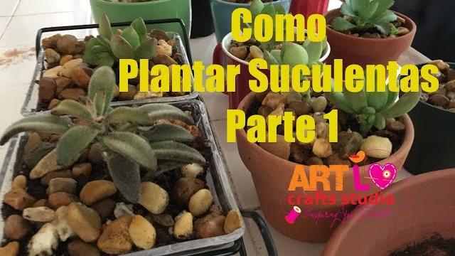 Como Plantar Suculentas Parte 1 – How To Plant Succulents Part 1