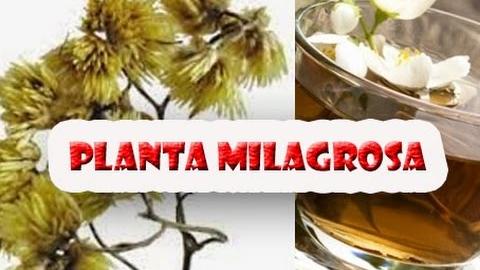 ESSA PLANTA MARAVILHOSA CURA IMPOTÊNCIA, DOR DE ESTÔMAGO, EMAGRECE E TRATA A QUEDA DE CABELO