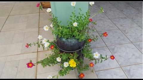 PLANTANDO 11 HORAS EM GARRAFAS PET