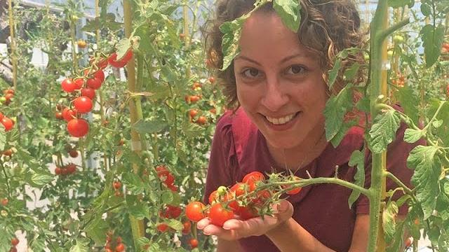As melhores dicas para tomate e pimenta darem certo em vaso