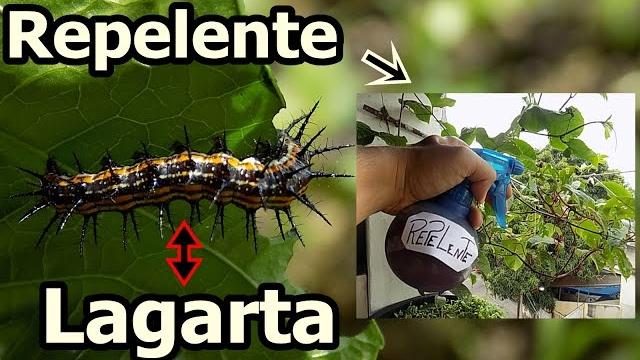 Lagarta na Couve e no Maracujá – Como Fazer Repelente