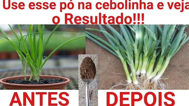 Coloque esse PÓ na cebolinha veja o resultado