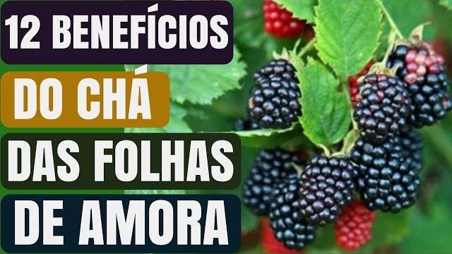 12 Benefícios do chá das folhas de Amora