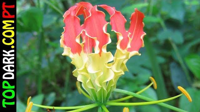 19 Flores Mais Bonitas e Caras do Mundo