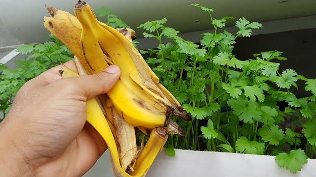 Apenas 3 cascas de banana no coentro(veja o resultado)