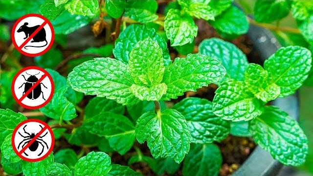Se Você Tiver uma Dessa Plantas em Casa Nunca Mais Verá Ratos  – Aranhas e Formigas