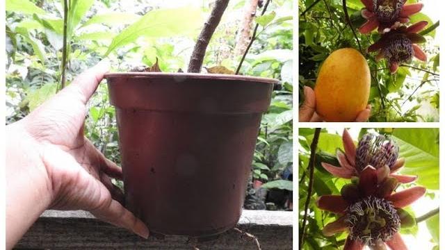 Veja Isto é Incrível – Pé de Maracujá Produzindo em Mini Vaso