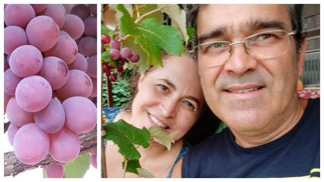 Veja Como Plantar Uvas em Casa