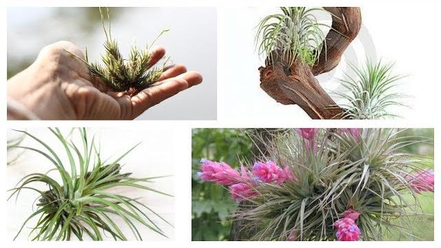 Ideias Criativas com Plantas