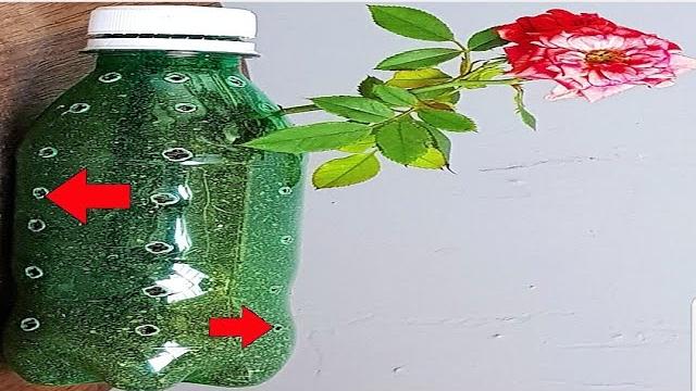 Um Ano Inteiro de Floração Intensa