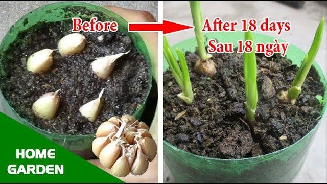 O cultivo de alho não é difícil para quem não experimentou jardinagem – DEVE TENTAR