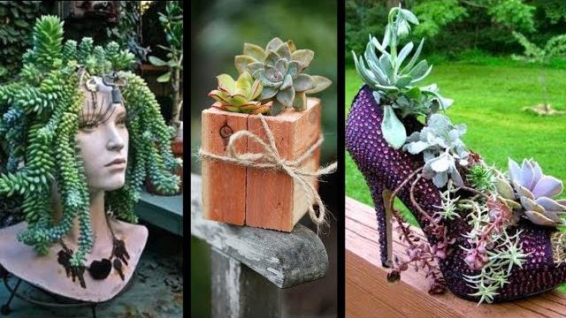 20 IDEIAS Com SUCULENTAS E Como PLANTAR