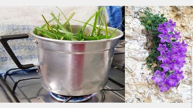 Sua planta vai decolar em crescimento com esse (Chá)
