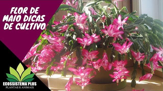 Flor-de-maio – Cactos de flores delicadas