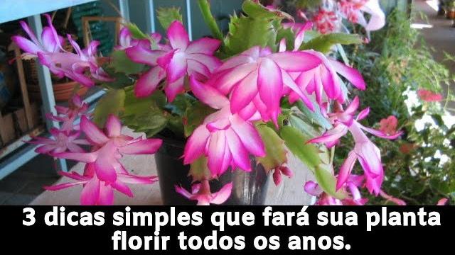 Dicas Simples que Fará sua Planta Florir Todos os anos