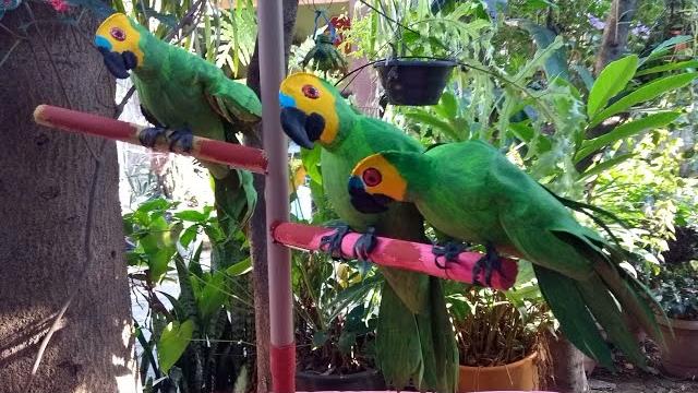 Papagaio Feito com Garrafa Pet – Reciclagem