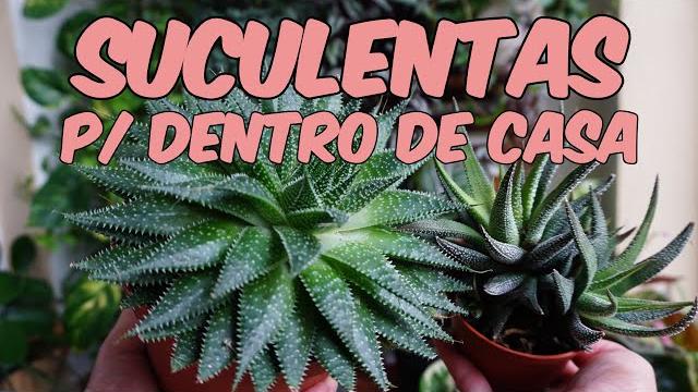 Suculentas de Sombra para ficar Dentro de Casa