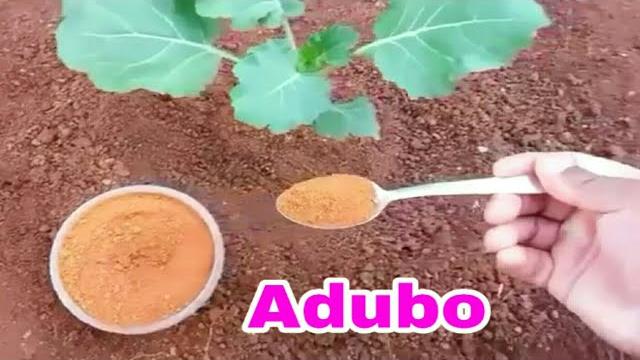 Esse Adubo Orgânico faz qualquer Planta ficar Linda