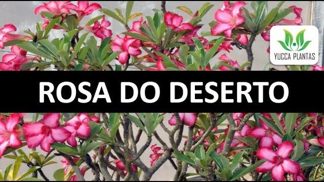 Rosa do Deserto Como Cuidar e fazer Mudas de Estacas
