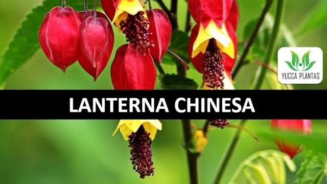 Como Cuidar da Planta Abutilon ou Lanterna Chinesa