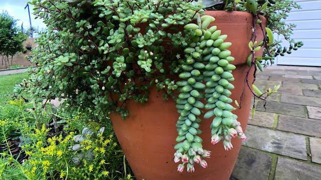 9 Arranjos de Suculentas Pendentes com Sedum Morganianum e Burrito