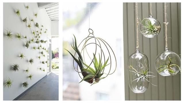 15 Ideias de Plantas Aéreas Para Compor uma Decoração