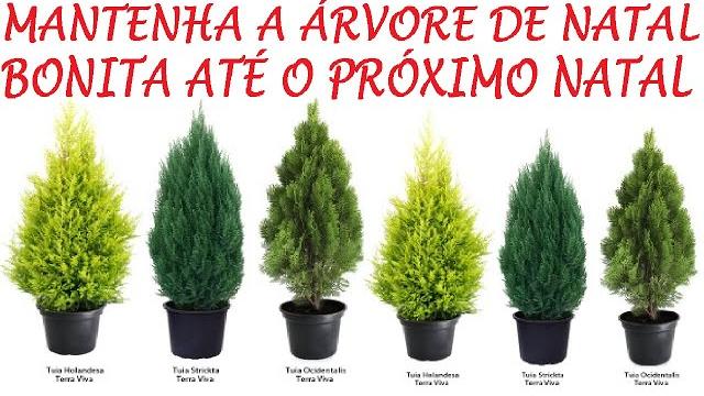 Salve a Árvore de Natal – Mantenha seu Pinheiro Lindo e Vivo