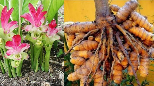 COMO PLANTAR E CUIDAR DO AÇAFRÃO DA TERRA OU CÚRCUMA