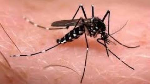 Proteja-se Contra o Mosquito da Dengue