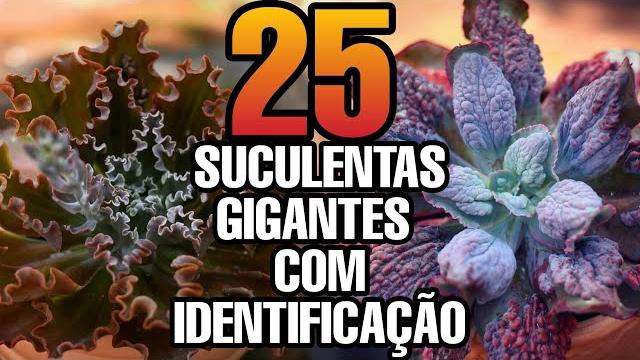 25 Suculentas Gigantes Que Você pode Ter