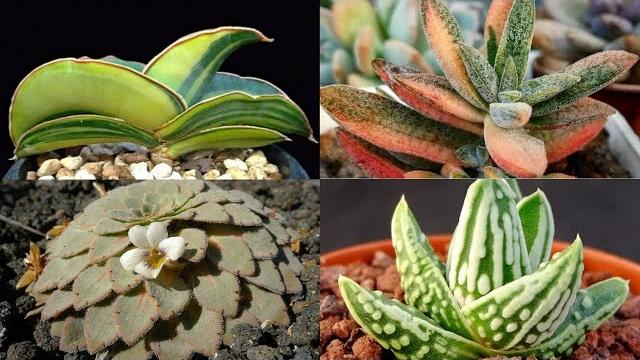 Suculentas Exóticas de Beleza Incrível