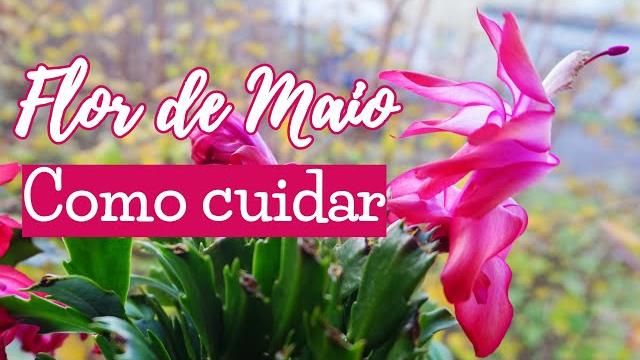 Flor de Maio gosta de sol ou sombra? Como cuidar da Flor de Maio