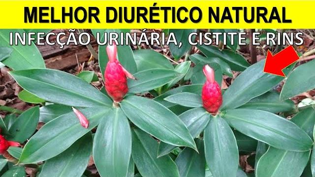 Folha que Destrói Pedras nos Rins, Infecção Urinária e Diabetes (Cistite, Uretrite, Dores)