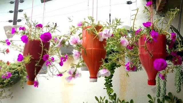 Plantando ONZE HORAS em vaso de garrafas Pet