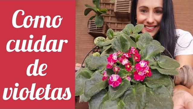 Como Ter violetas produzindo Flores o Ano Inteiro
