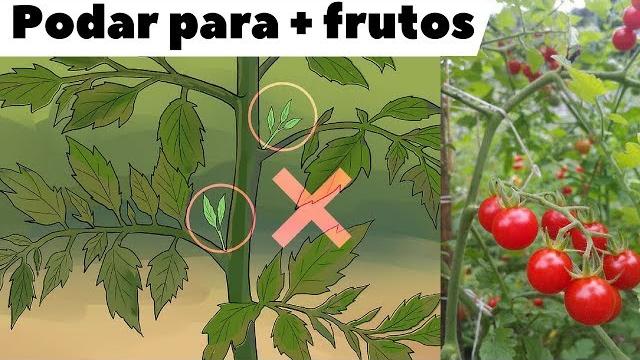 Como, Quando e Porquê Devemos Podar os Tomateiros