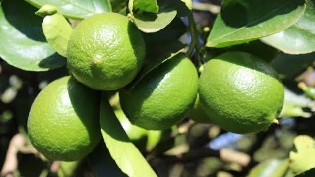Faça Seu Pé de Limão Produzir o Ano Inteiro Com Essa Técnica Simples