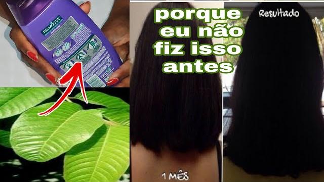 Shampoo Caseiro de Folha de Goiaba Para Fortificar o Cabelo e Combater a Queda