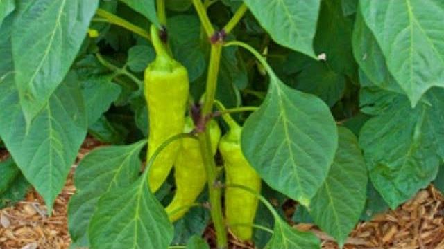 Aprenda A Plantar e Cultivar Pimenta de Cheiro em Seu Jardim