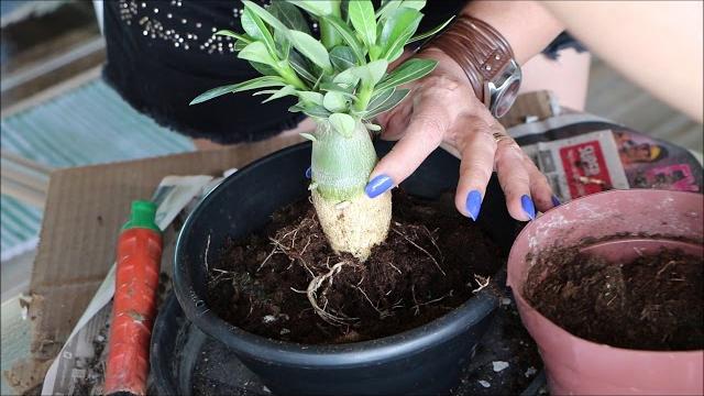 Rosa do Deserto – Como Replantar Para dar Flores