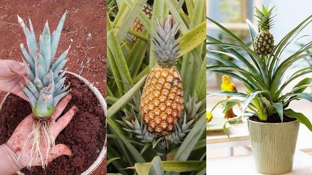 Como Plantar Abacaxi No vaso
