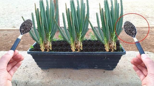 Como Plantar Cebolinhas e Cuidar Da Melhor Maneira