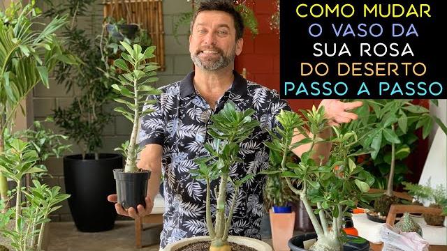 Como Mudar a Sua Rosa do Deserto de Vaso – Passo a Passo