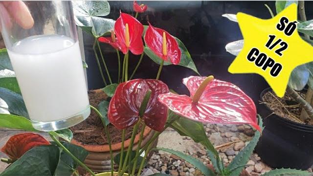FANTÁSTICO – Esse Adubo Faz Qualquer Planta Explodir em flores