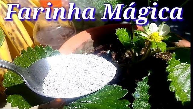 Seu Morangueiro vai Florir Com Essa Farinha Mágica