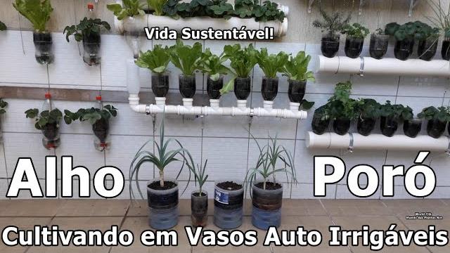 Como Plantar Alho Poró da Maneira Mais Fácil Que Existe Em Vasos Auto Irrigáveis