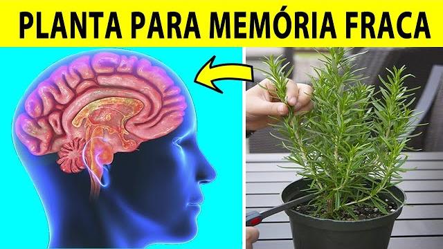 4 Plantas Que Ajudam A Melhorar Sua Memória