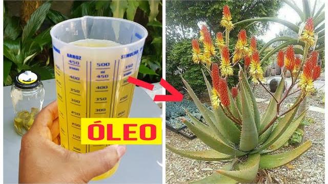 Óleo De Babosa Para A Pale