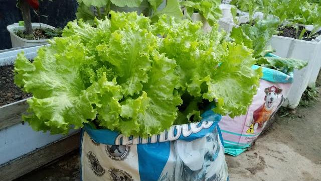 Como Plantar Alface Em Sacos Plásticos – Cultivando Verduras Em Casa