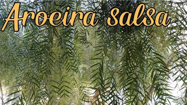 Aroeira Salsa: Manda Embora A Hipertensão E A Depressão